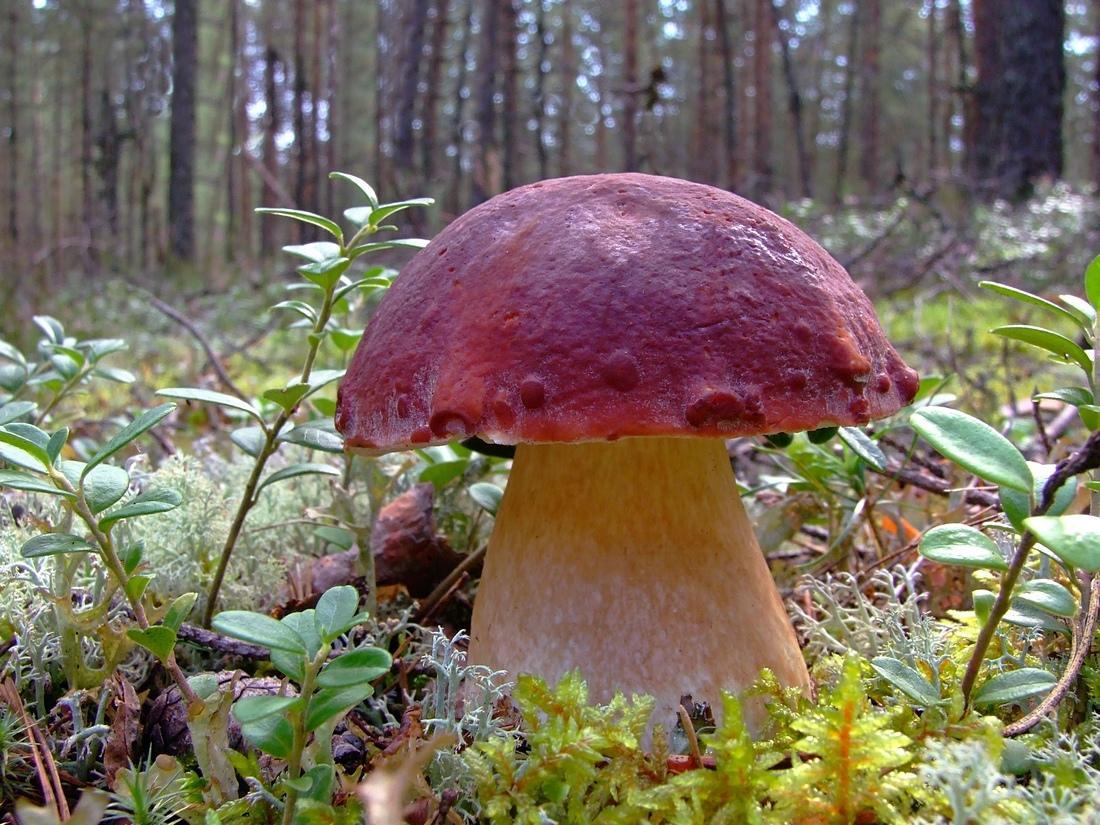 Владимирская область завалит Европу грибами