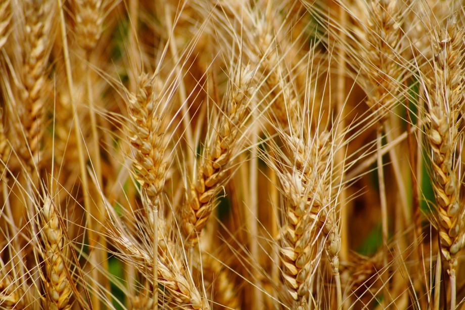Пшеница резко подорожала