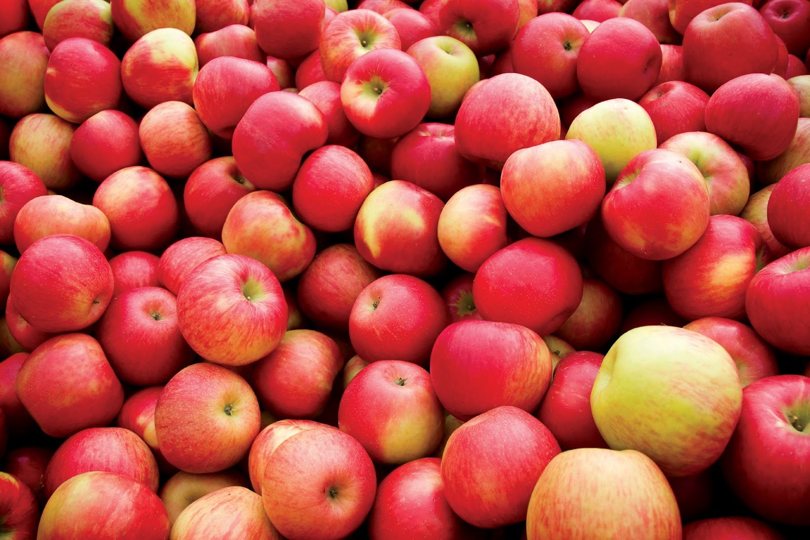 Россия ограничит завоз иностранных яблок