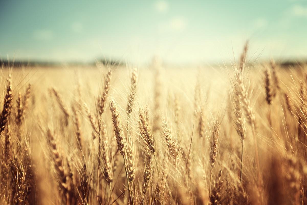 Пошлину на экспорт пшеницы повышать не будут